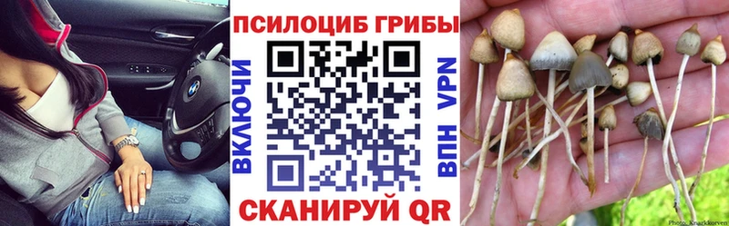 Купить где  Дмитров  Псилоцибиновые грибы Psilocybe 